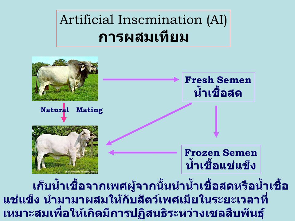 Artificial Insemination (AI)