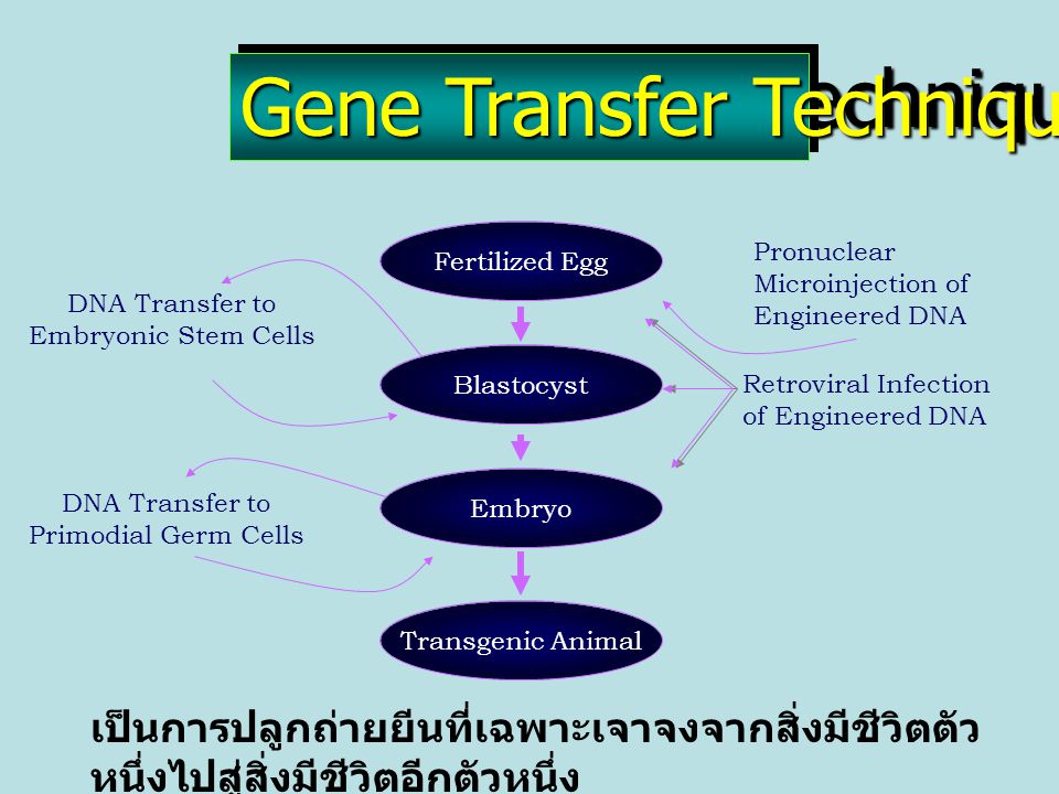 Gene Transfer Techniques