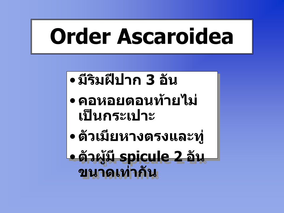 Order Ascaroidea มีริมฝีปาก 3 อัน คอหอยตอนท้ายไม่เป็นกระเปาะ