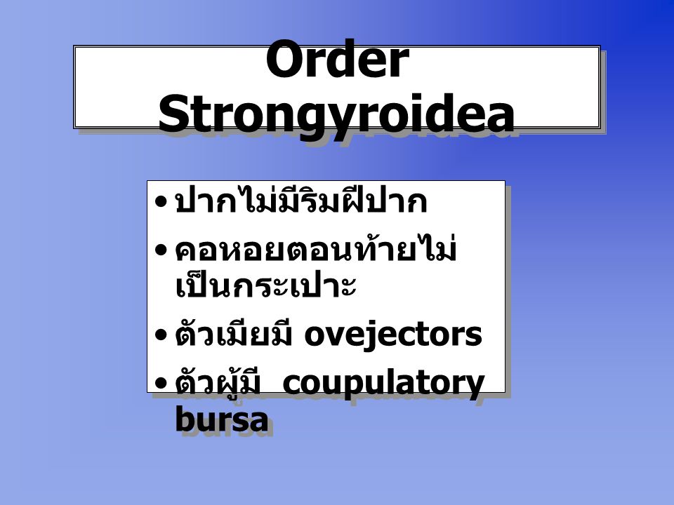 Order Strongyroidea ปากไม่มีริมฝีปาก คอหอยตอนท้ายไม่เป็นกระเปาะ