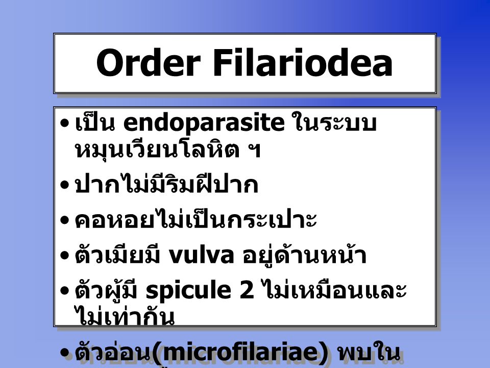 Order Filariodea เป็น endoparasite ในระบบหมุนเวียนโลหิต ฯ