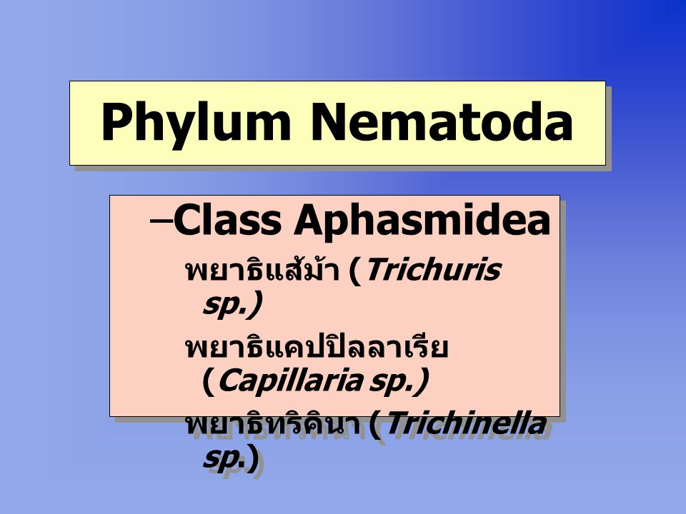 Phylum Nematoda Class Aphasmidea พยาธิแส้ม้า (Trichuris sp.)