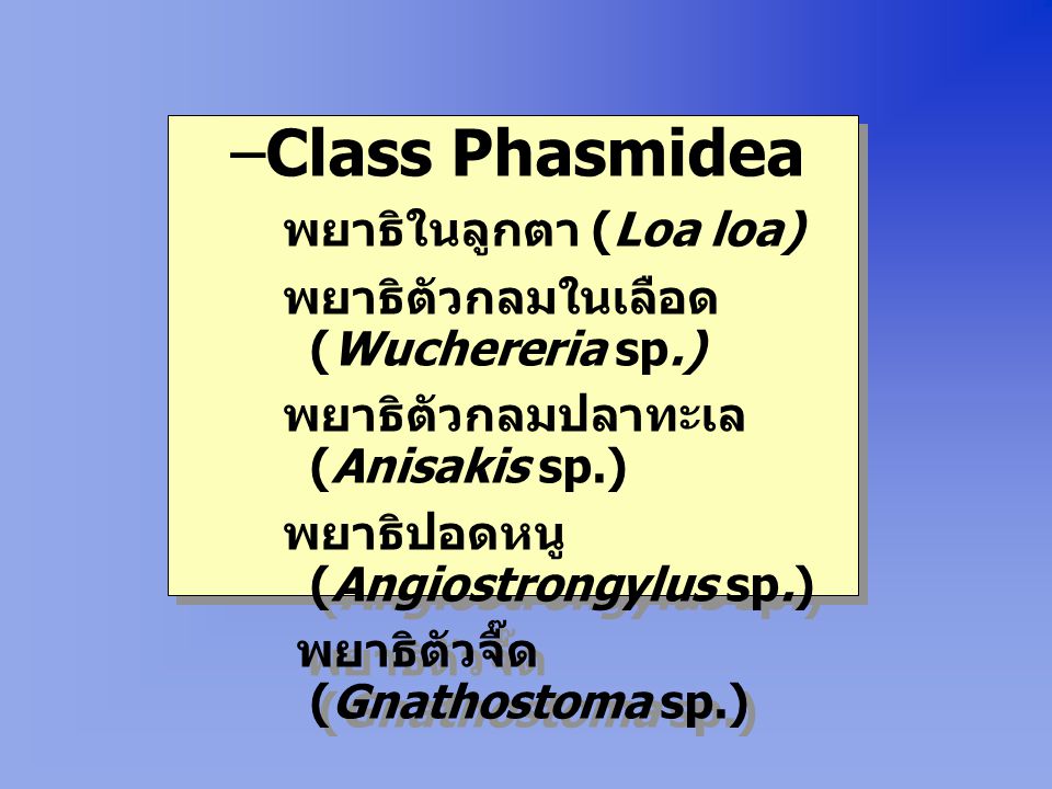Class Phasmidea พยาธิในลูกตา (Loa loa)