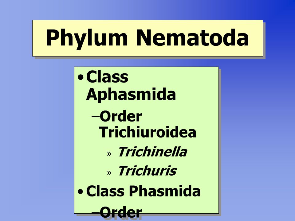 Phylum Nematoda Class Aphasmida Order Trichiuroidea Class Phasmida