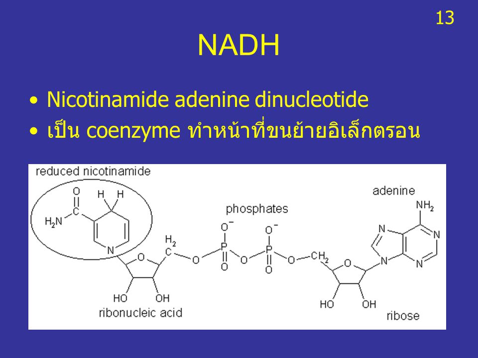 NADH Nicotinamide adenine dinucleotide