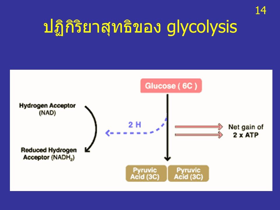 ปฏิกิริยาสุทธิของ glycolysis