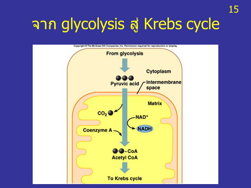 จาก glycolysis สู่ Krebs cycle