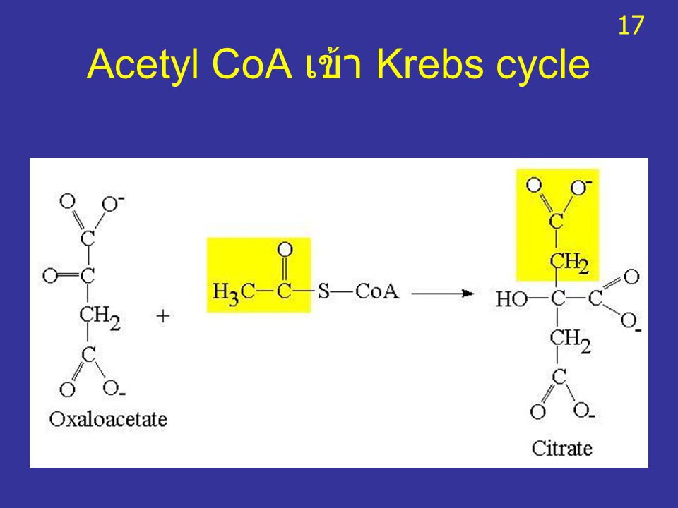 Acetyl CoA เข้า Krebs cycle