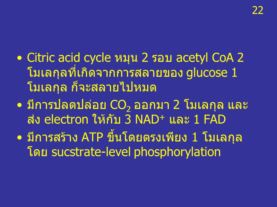 22 Citric acid cycle หมุน 2 รอบ acetyl CoA 2 โมเลกุลที่เกิดจากการสลายของ glucose 1 โมเลกุล ก็จะสลายไปหมด.