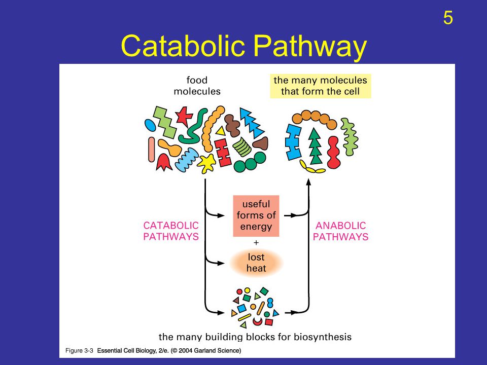5 Catabolic Pathway