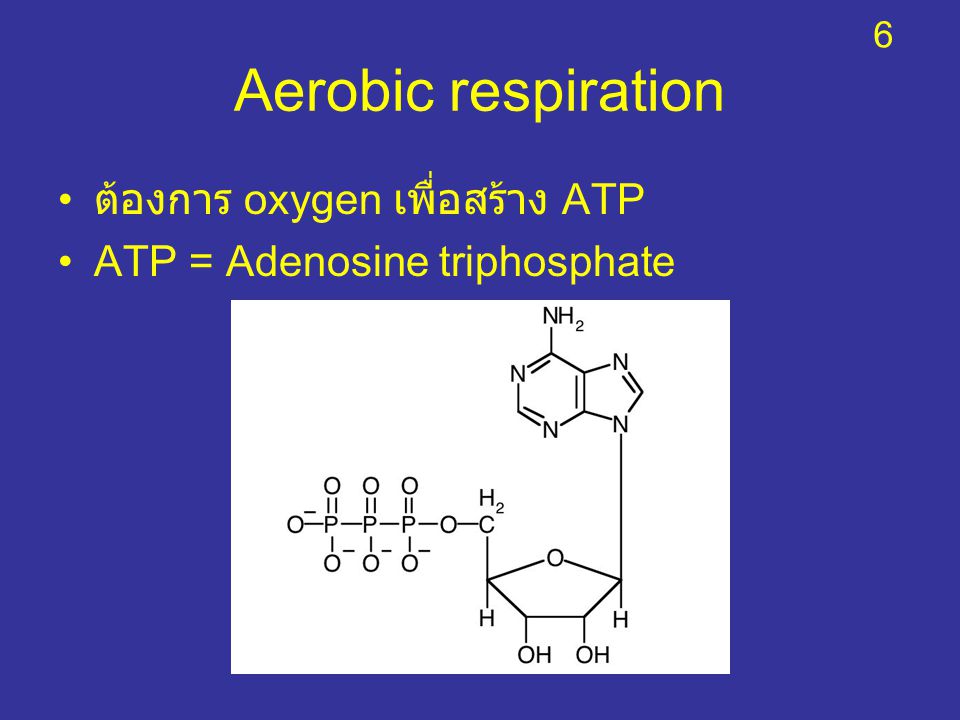 Aerobic respiration ต้องการ oxygen เพื่อสร้าง ATP