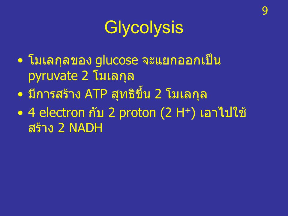 Glycolysis โมเลกุลของ glucose จะแยกออกเป็น pyruvate 2 โมเลกุล