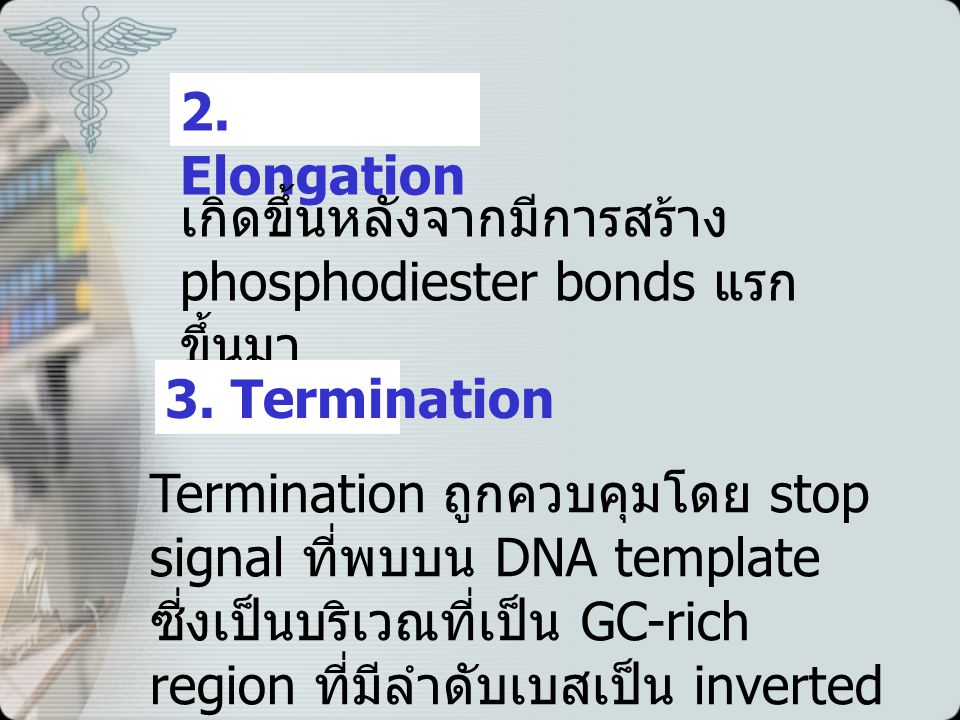 2. Elongation เกิดขึ้นหลังจากมีการสร้าง phosphodiester bonds แรกขึ้นมา. 3. Termination.