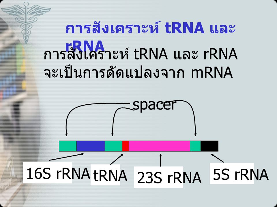 การสังเคราะห์ tRNA และ rRNA