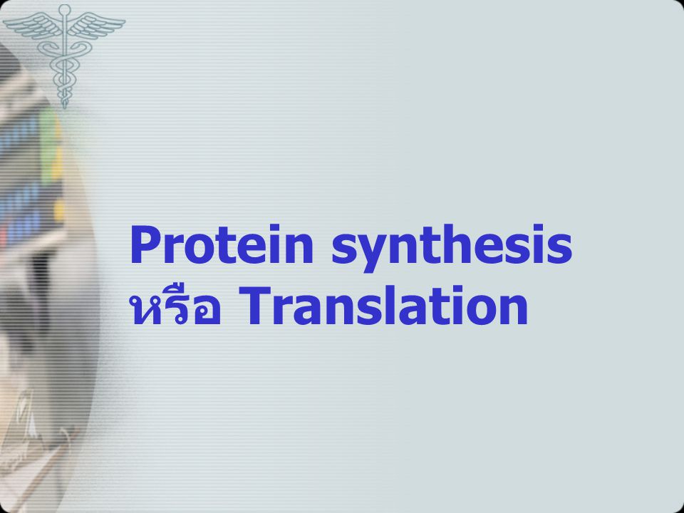Protein synthesis หรือ Translation