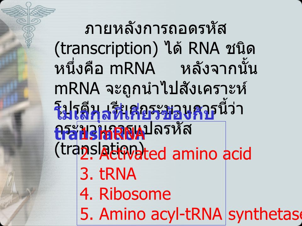 ภายหลังการถอดรหัส (transcription) ได้ RNA ชนิดหนึ่งคือ mRNA