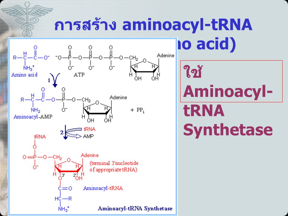 การสร้าง aminoacyl-tRNA (Activated amino acid)