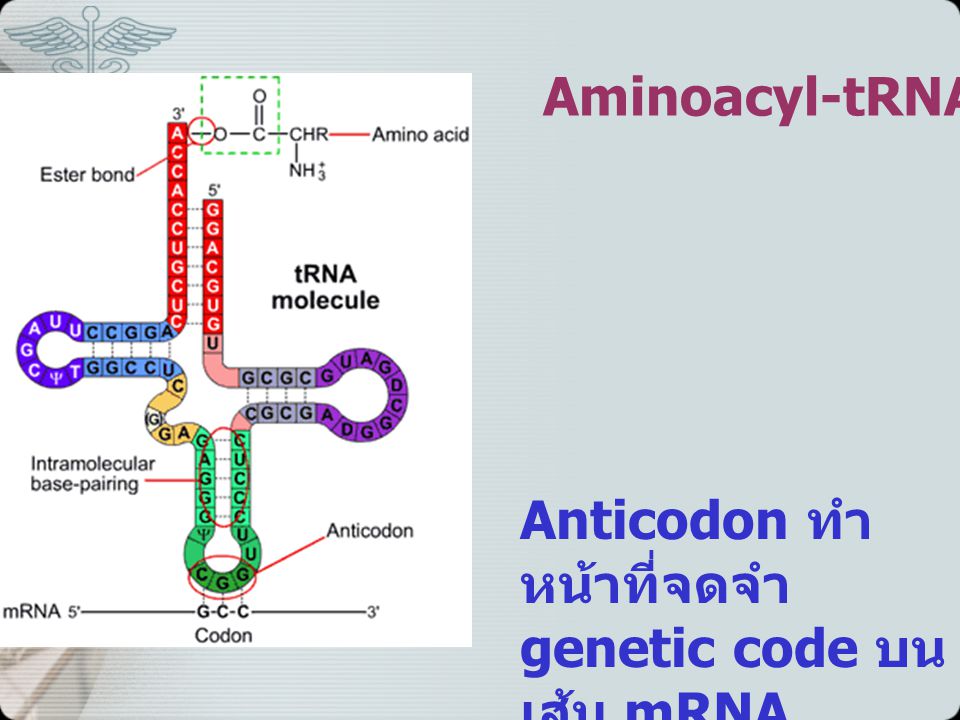 Aminoacyl-tRNA Anticodon ทำหน้าที่จดจำ genetic code บนเส้น mRNA