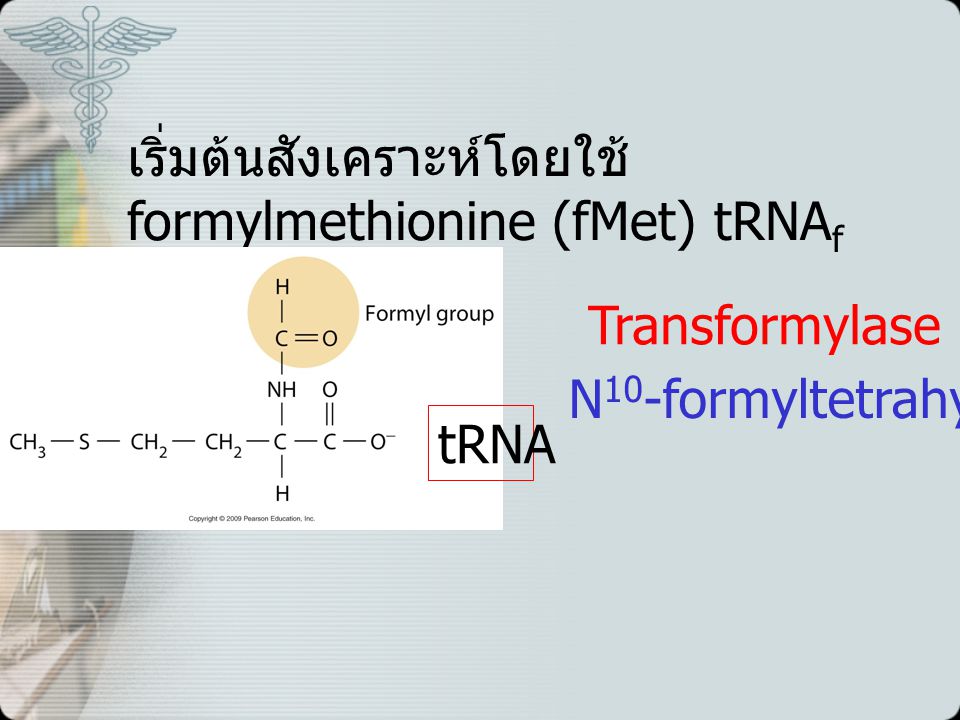 เริ่มต้นสังเคราะห์โดยใช้ formylmethionine (fMet) tRNAf