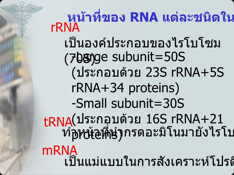 หน้าที่ของ RNA แต่ละชนิดในโปรคาริโอต