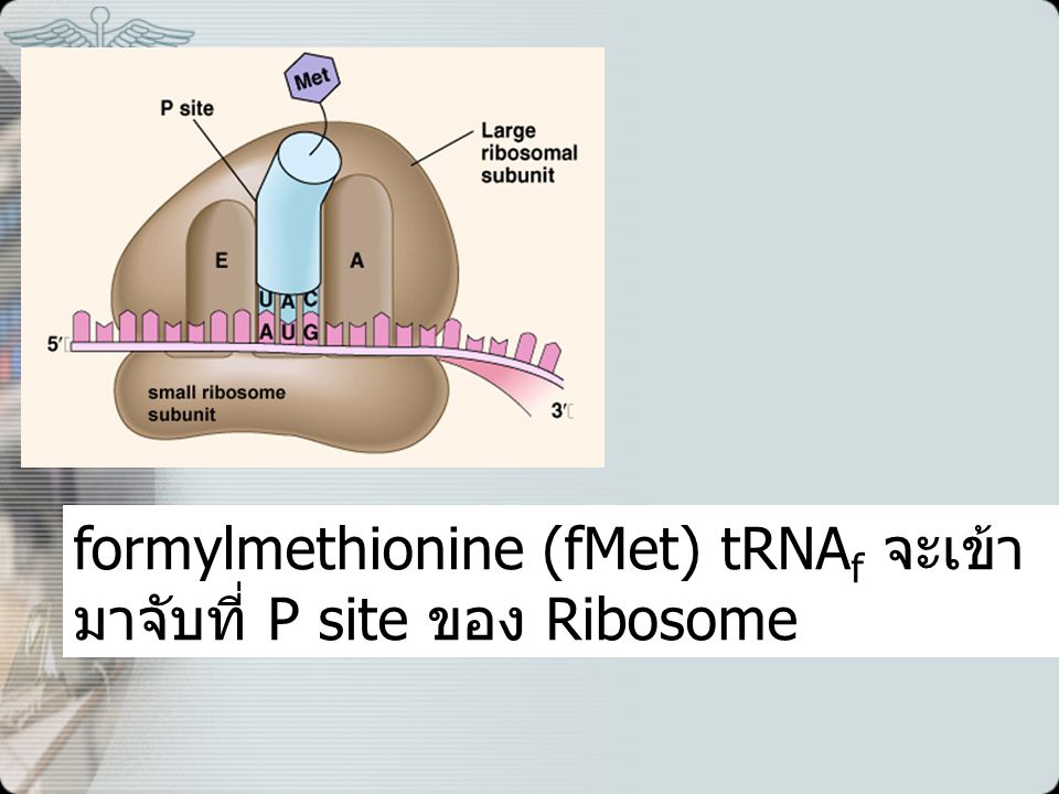 formylmethionine (fMet) tRNAf จะเข้ามาจับที่ P site ของ Ribosome