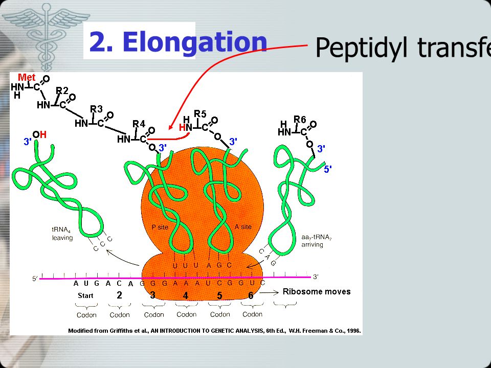 2. Elongation Peptidyl transferase