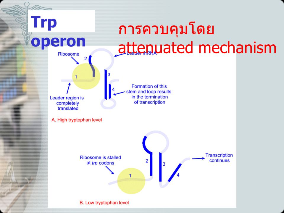 Trp operon การควบคุมโดย attenuated mechanism