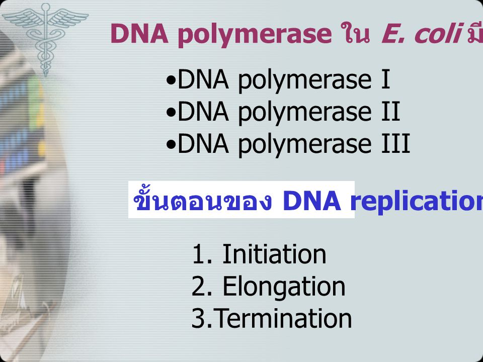 DNA polymerase ใน E. coli มี 3 ชนิด คือ