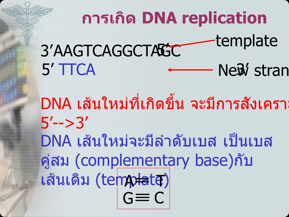 การเกิด DNA replication