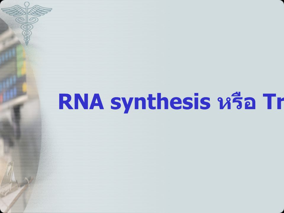 RNA synthesis หรือ Transcription