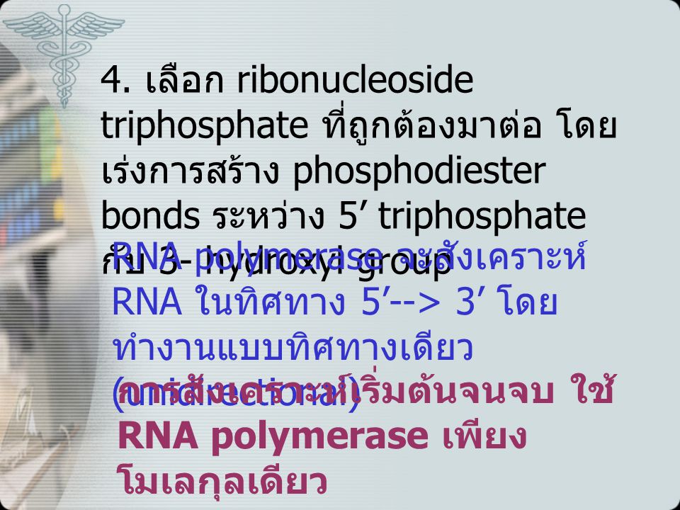 4. เลือก ribonucleoside triphosphate ที่ถูกต้องมาต่อ โดยเร่งการสร้าง phosphodiester bonds ระหว่าง 5’ triphosphate กับ 3- hydroxyl group