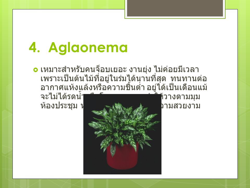 4. Aglaonema