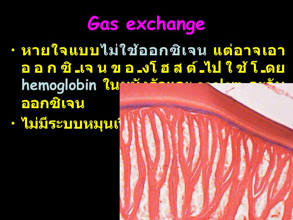 Gas exchange หายใจแบบไม่ใช้ออกซิเจน แต่อาจเอาออกซิเจนของโฮสต์ไปใช้โดย hemoglobin ในผนังตัวและ coelom จะจับออกซิเจน.