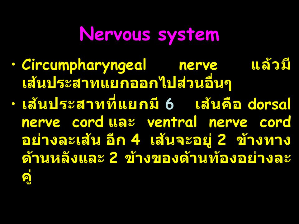 Nervous system Circumpharyngeal nerve แล้วมีเส้นประสาทแยกออกไปส่วนอื่นๆ.