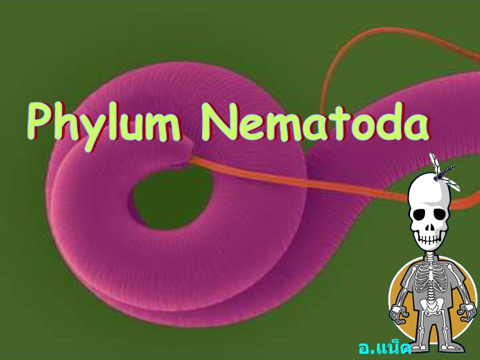 Phylum Nematoda อ.แน็ต