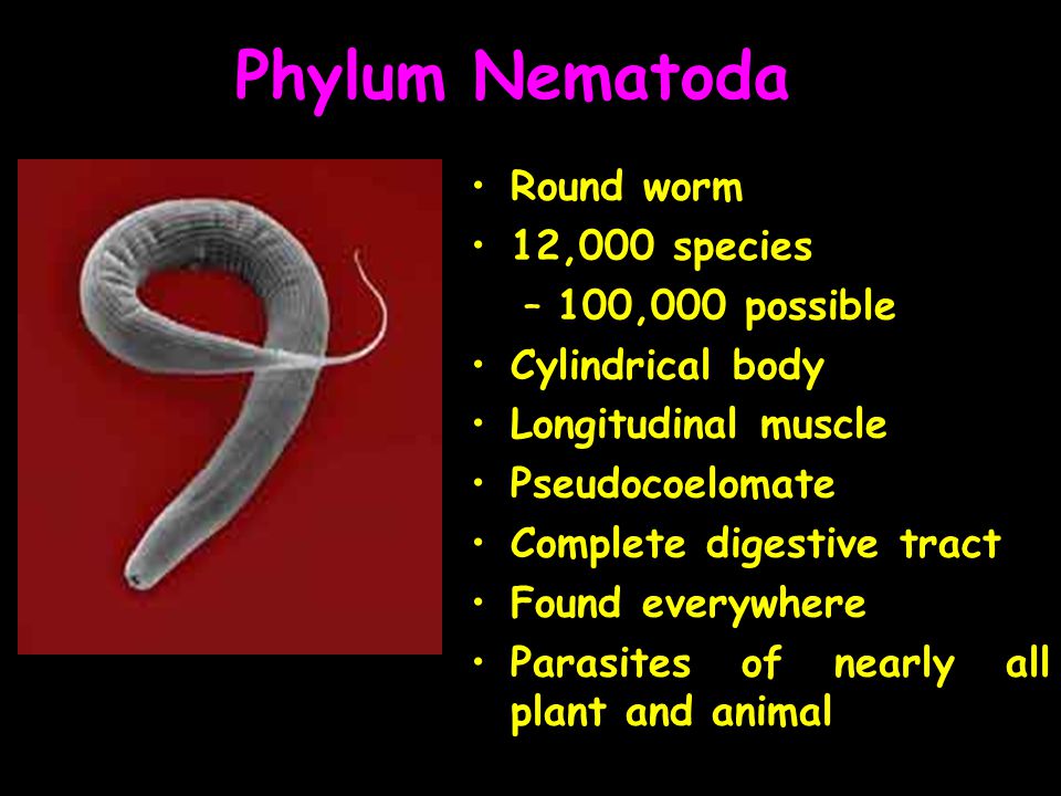 Phylum Nematoda Round worm 12,000 species 100,000 possible