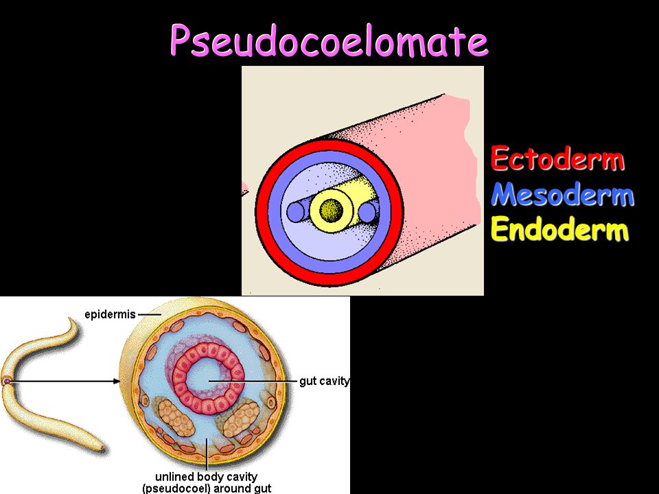 Pseudocoelomate Ectoderm Mesoderm Endoderm