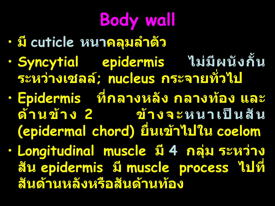Body wall มี cuticle หนาคลุมลำตัว
