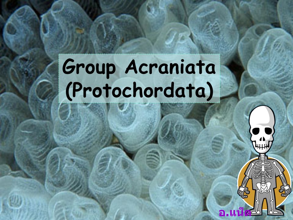 Group Acraniata (Protochordata)