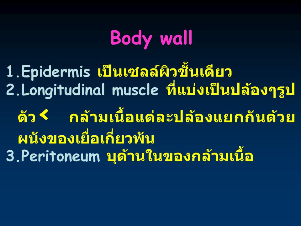 Body wall Epidermis เป็นเซลล์ผิวชั้นเดียว