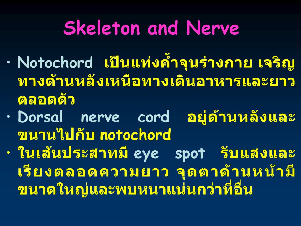 Skeleton and Nerve Notochord เป็นแท่งค้ำจุนร่างกาย เจริญทางด้านหลังเหนือทางเดินอาหารและยาวตลอดตัว.