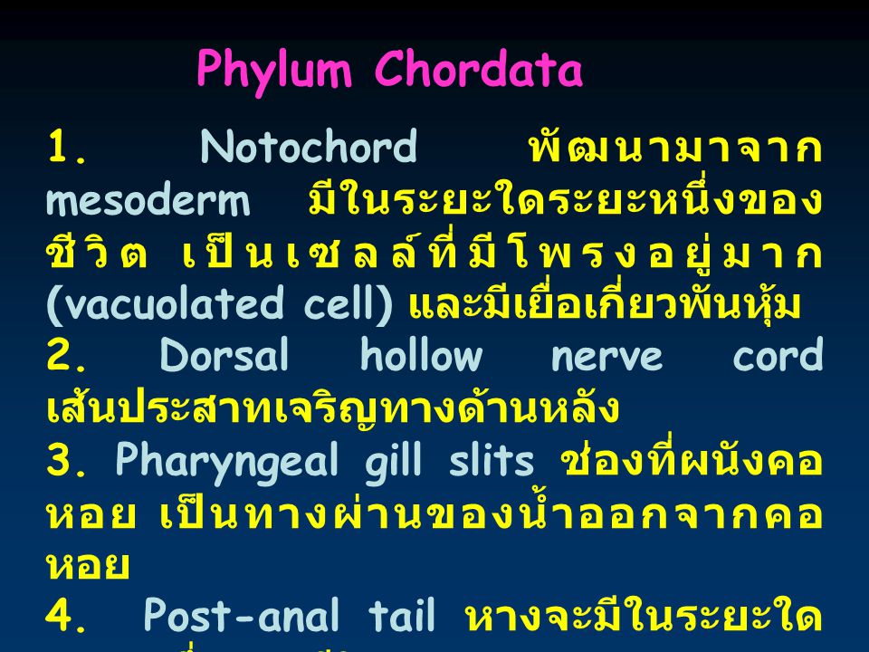 Phylum Chordata 1. Notochord พัฒนามาจาก mesoderm มีในระยะใดระยะหนึ่งของชีวิต เป็นเซลล์ที่มีโพรงอยู่มาก (vacuolated cell) และมีเยื่อเกี่ยวพันหุ้ม.