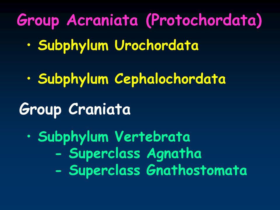 Group Acraniata (Protochordata)