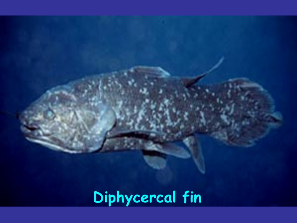 Diphycercal fin