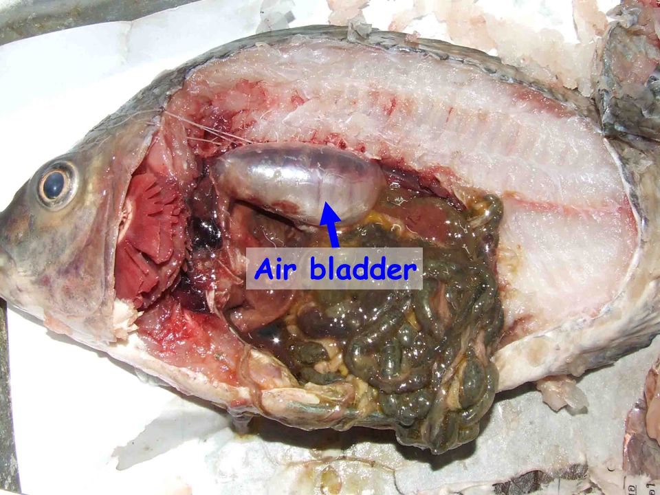 Air bladder