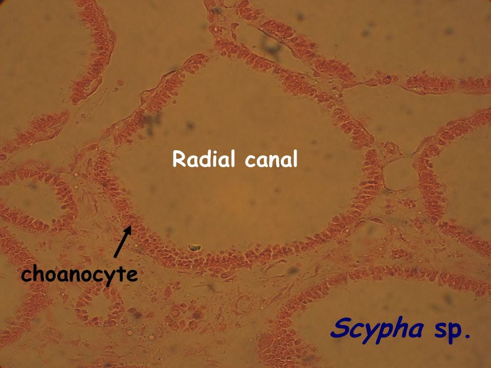 Radial canal choanocyte Scypha sp.