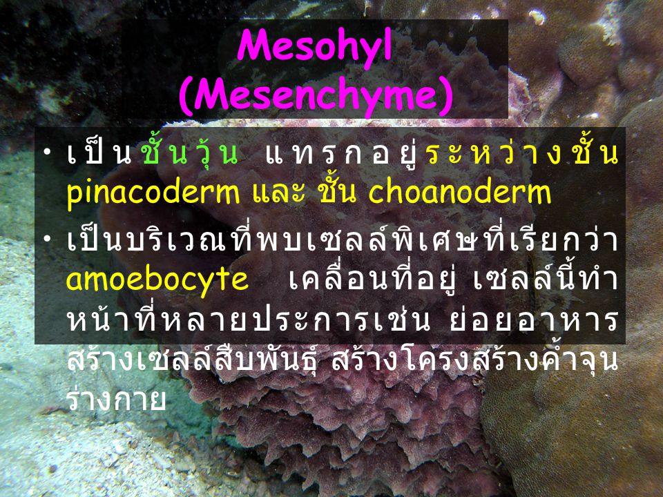 Mesohyl (Mesenchyme) เป็นชั้นวุ้น แทรกอยู่ระหว่างชั้น pinacoderm และ ชั้น choanoderm.