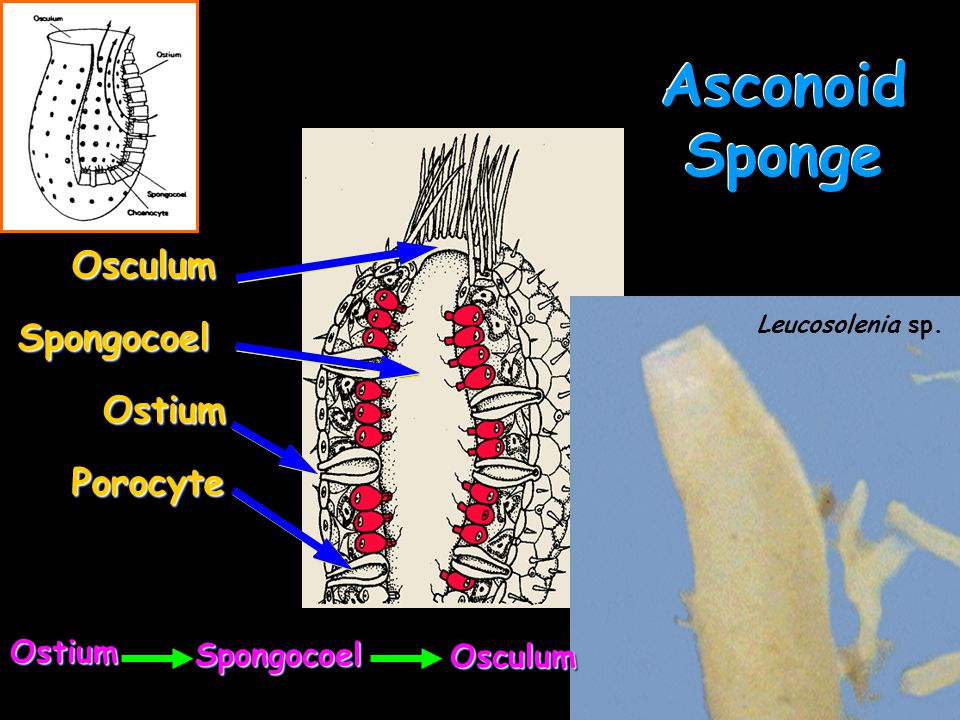 Asconoid Sponge Osculum Spongocoel Ostium Porocyte Ostium Spongocoel