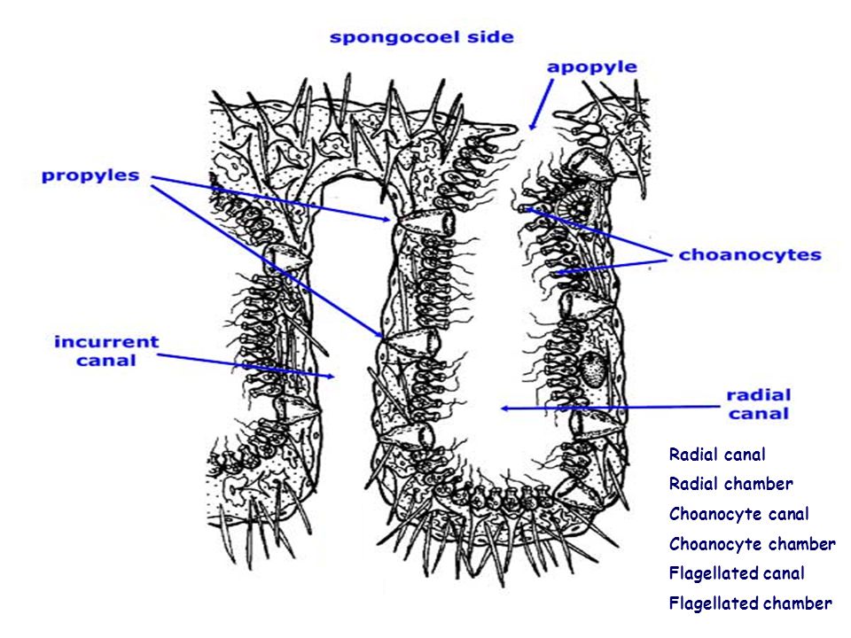 Radial canal Radial chamber. Choanocyte canal. Choanocyte chamber.