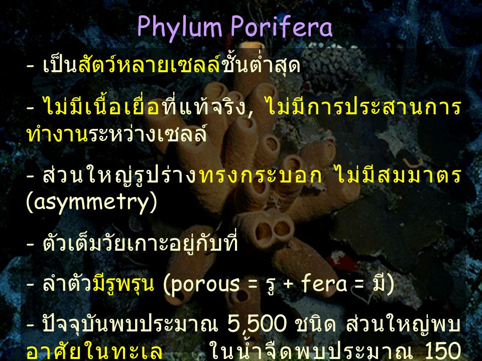 Phylum Porifera - เป็นสัตว์หลายเซลล์ชั้นต่ำสุด
